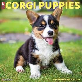 Willow Corgi Puppies Väggkalender 2026 12x12