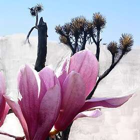 Byredo Mojave Ghost Bodylotion 450ml