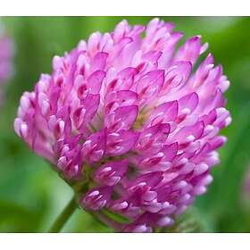 Skånefrö Nurmisiemenet Rozeta 5kg