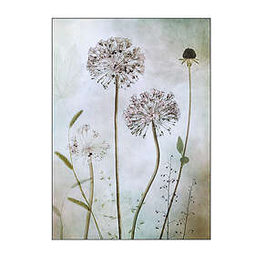 Poster Mandy Disher Allium 50x70 cm
