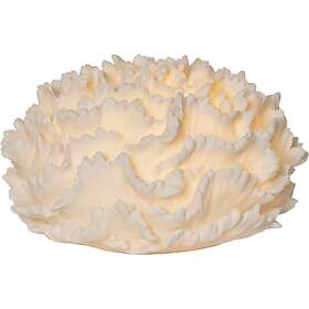 Star Trading Sandy Coral