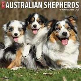 Wlcp Australian Shepherds Veggkalender 2026
