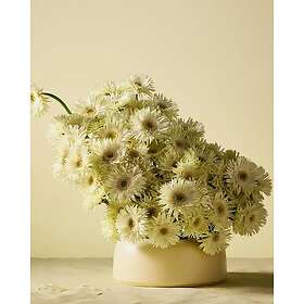 Jotun Lady Pure Color Väggfärg Fresh Pasta 1775 750ml