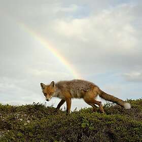 Buck Meek Buck Meek CD