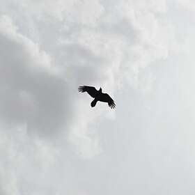 Moon Bros. These Stars CD