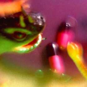 The Bush Tetras Take The Fall LP/Vinyl