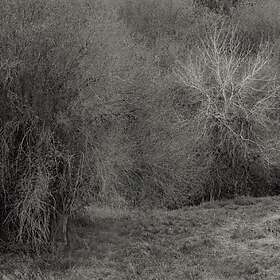 K. Leimer Atrophies For Piano LP/Vinyl