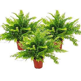 exotenherz Nephrolepis