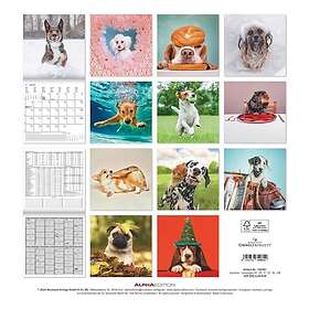 Alpha Funny Dogs Wall Calendar 2025 30x30cm