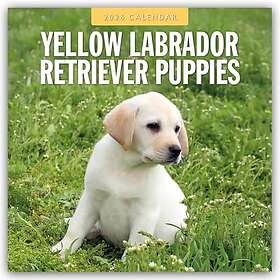The Labrador Company Yellow Labrador Retriever Puppies Väggkalender 2026