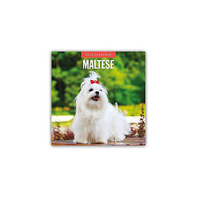 Malteser Maltese Wall Calendar 2026