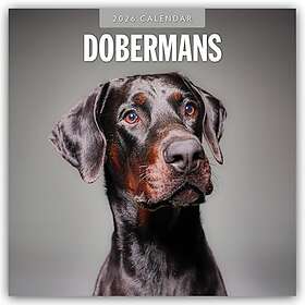 Dover Publications Dobermans Veggkalender 2026