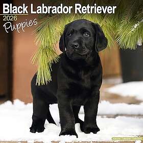 The Labrador Company Labrador Retriever Puppies Wall Calendar 2026