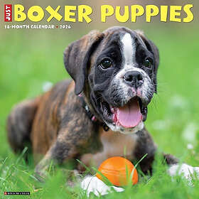 Willow Creek Press Calendars Boxer Puppies 2026 Väggkalender 12x12in