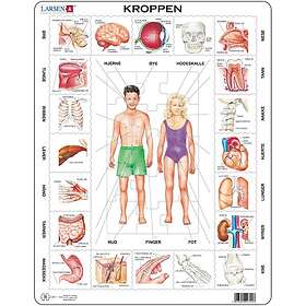 Platepusle Kroppen 35 Biter