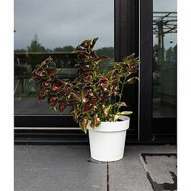 GARDEN ID Glamour Ø50cm H43cm