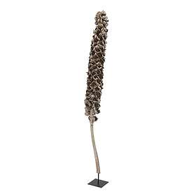 Europalms Cacho Coco 2-Pack