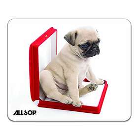 Allsop Dog in Box