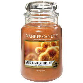 Yankee Candle Sun Kissed Thistle Large Jar