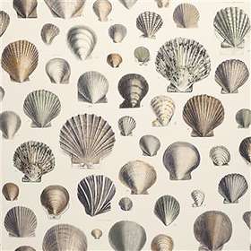 Designers Guild Picture Book Captain Thomas Browns Shells Oyster (PJD6000/02)