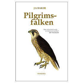Pilgrimsfalken