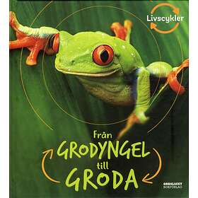 Från Grodyngel Till Groda