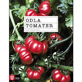 Odla Tomater