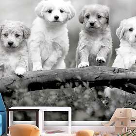 Arkiio Fototapet Four Puppies 100x70