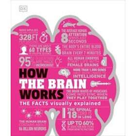 How The Brain Works
