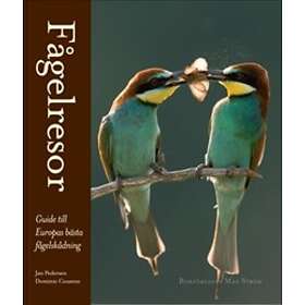 Fågelresor Guide till Europas bästa fågelskådning