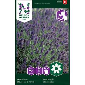 Nelson Garden Lavendel