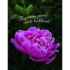 Torniossa pionit vielä kukkivat