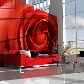 Arkiio Fototapet Uppvaknande Rose 250x193