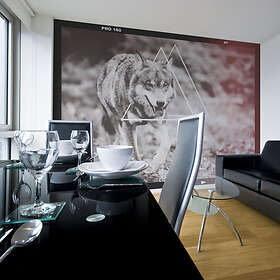 Arkiio Fototapet Wolf Photo wolf photo 350x270