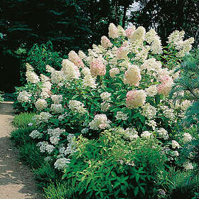 Hydrangea Paniculata Limelight 30-60cm