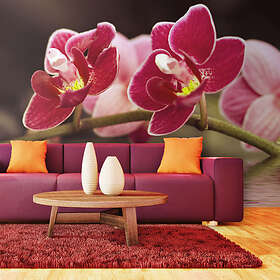 Arkiio Fototapet Vacker orkidé blommor på vattnet 450x270 cm
