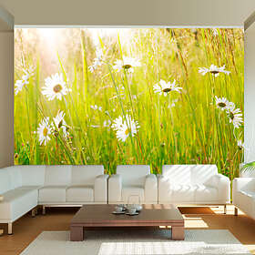 Arkiio Fototapet Daisy Field 200x154