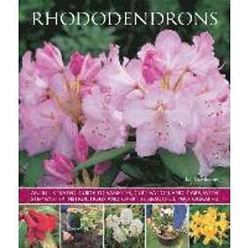 Rhododendrons