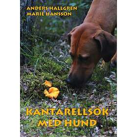 Kantarellsök Med Hund