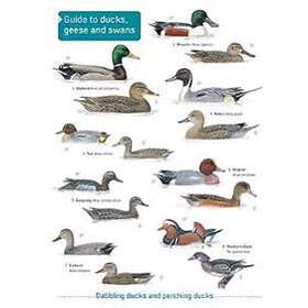 Ducks, Geese And Swans