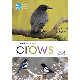 RSPB Spotlight Crows