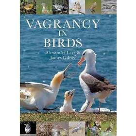Vagrancy In Birds