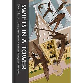 Swifts In A Tower