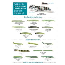 Guide To Caterpillars Of The Butterflies Britain And Ireland