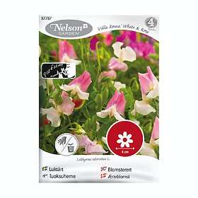 Nelson Garden Frö Luktärt Villa Roma White & Rose