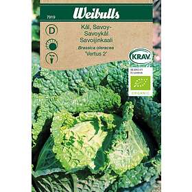Weibulls Frö Savoykål 'Vertus 2' KRAV