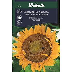 Weibulls Blomfrö Frö Solros låg sunspot Gul