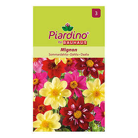 Piardino Blomfrö Sommardahlia Mignon