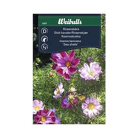 Weibulls Blomfrö Frö Rosenskära Sea Shells - Hitta bästa pris på Prisjakt