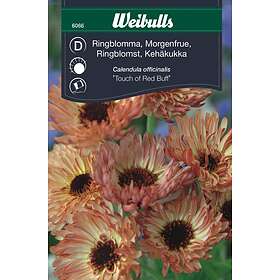 Weibulls Frö Ringblomma Touch Of Red Creme / Röd